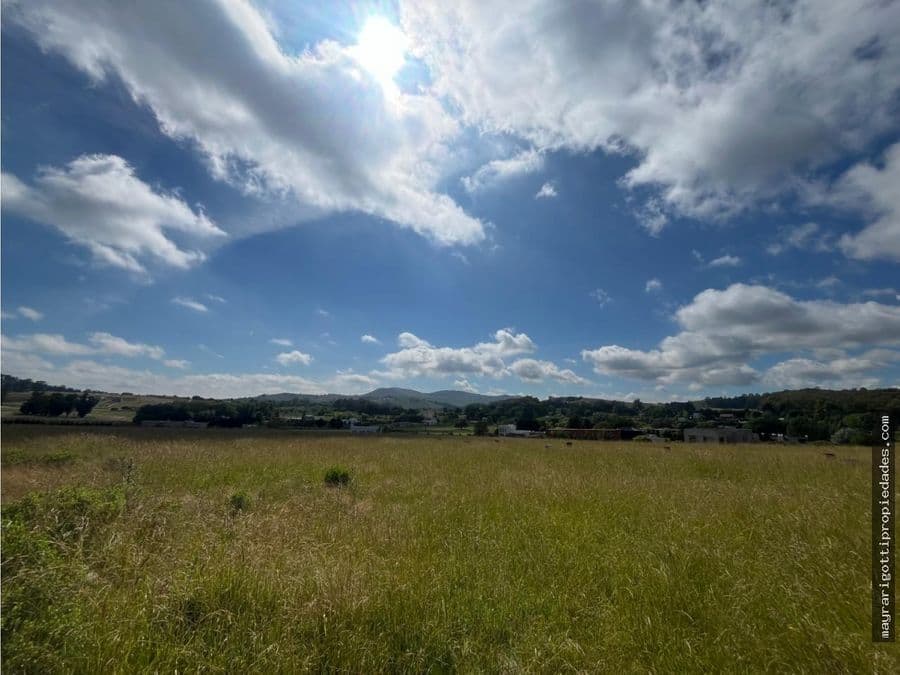 Calandria, Tandil